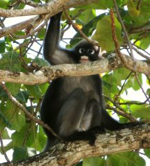 Dusky Langur, Thailand