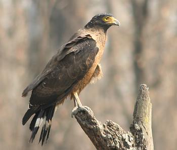 Eagle in Chitwan