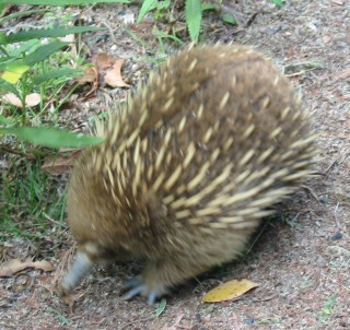 A spiny echidna moving fast!
