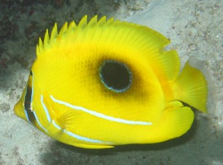 The Eclipse Butterflyfish with its occluded "sun" 
