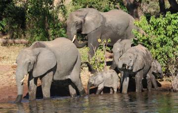 Elephants come to drink at Chobe N. Park, Botswana