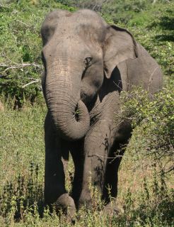 Elephant approaching us in Yala NP
