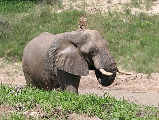 Right by the road in Botswana. Elephant bath.