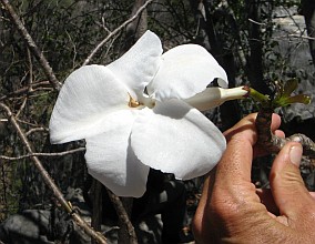 Elephant's foot flower in Madagascar