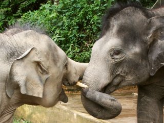 Elephant friends, at Kuala Gandah Sanctuary