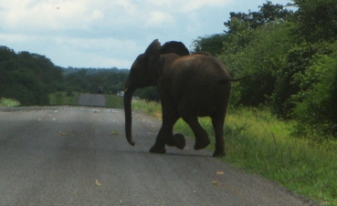 Not in a park! Elephant on the road, Botswana