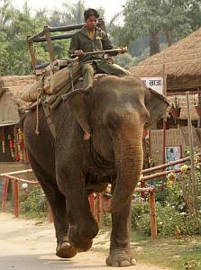 Make way for elephants in Sauhara
