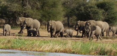 Elephants of all sizes at the waterhole, Kruger Park