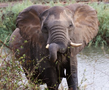 Elephant stopped by the car! Kruger Park