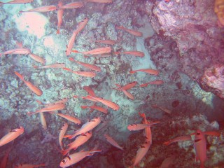 School of Epaulette Soldierfish in a small cave