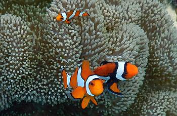 Clown Anemonefish have varying amounts of black