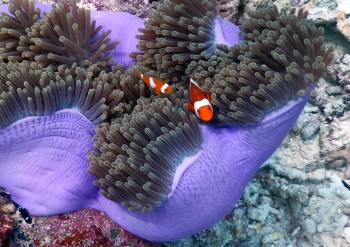 Nemo and family inside a Magnificent Sea Anemone
