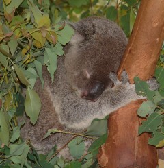 Koalas sleep about 20 of 24 hours a day!