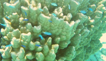 Blue-green chromis swarm a lovely coral head in French Polynesia