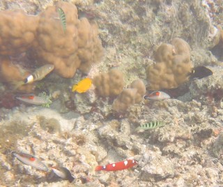 Swarms of fish around a coral head in Raiatea