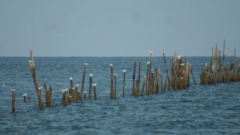 Stakes for fishing nets on the Malay coast