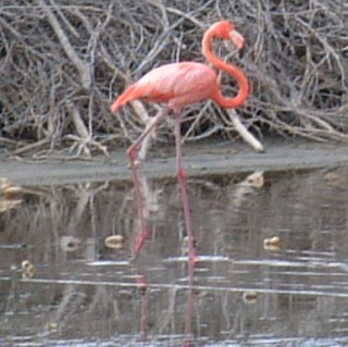 Hundreds of American Flamingos live in Bonaire