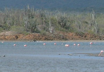 The dots in the water are all flamingos - dozens of them!