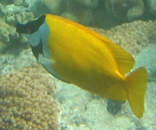 The Foxface Rabbitfish with its dark face bar and fox-like appearance