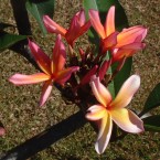 Fragrant and beautiful frangipani flowers