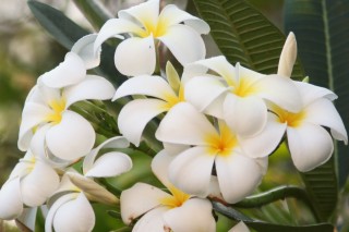 Fragrant white and yellow frangipani, not a native, but common