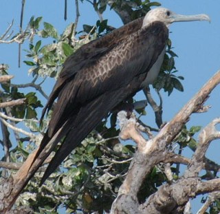 Magnificent Frigate bird - amazing flyers