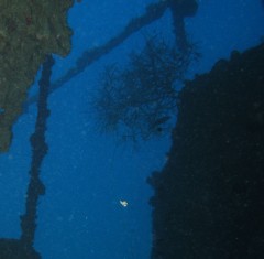 Bushy Black Coral inside the wreck