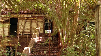 Reclaimed by the island: the old manager's house