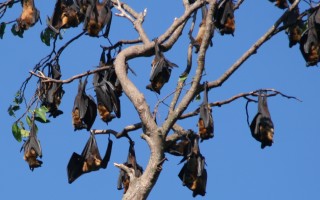 Fruit bats resting high in the Garden trees