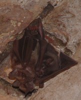 Fruit bats hanging from the ceiling of an old fort, Dominica