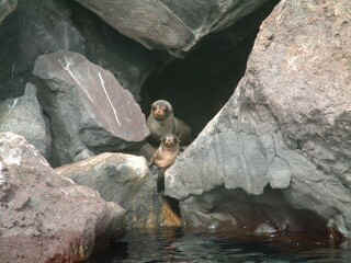 Fur seals hang out in caves and cliffs, not beaches like the sea lions.