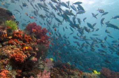 Fusiliers & Surgeonfish fill the water column at Dramai Rock