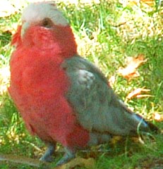 Galahs are often seen on grassy fields and lawns.