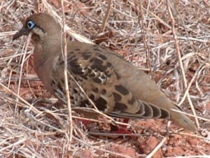 The Galapagos Dove is a quiet little bird, often found right on the side of the trail.