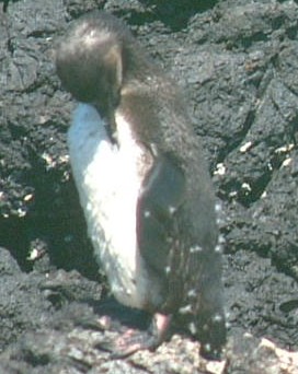 Young penguin at Isabela