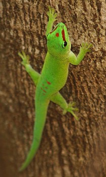A Madagascar Green Day Gecko
