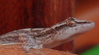 Our galley gecko has large eyes and the characteristic bulbous feet.