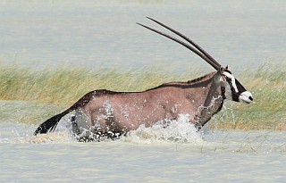 A real treat to see a desert Gemsbok in water
