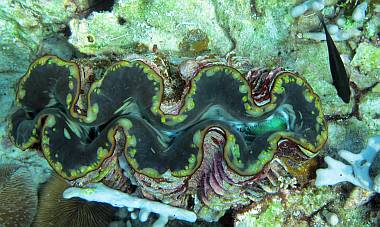 Young giant clams are colorful splashes on the coral