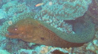 A 6-foot giant moray eel lives near the mooring and often comes out to greet the divers