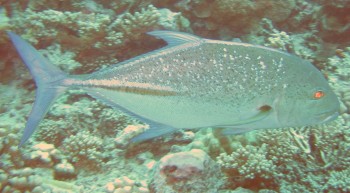 Demonic Giant Trevally cruise the passes in the Tuamotus