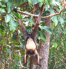 A gibbon mother and baby suspended in a tree