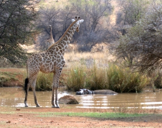 Giraffe vs Hippo stand-off. MY waterhole!! Pilanesberg NP S Africa