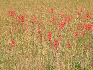 Gladiolas brighten the rows of wheat in an Andean field.