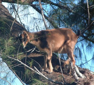 Goats will go anywhere to eat!