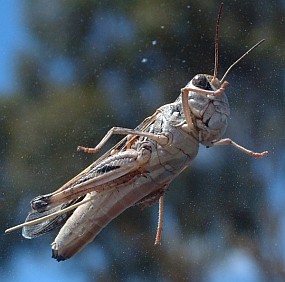 Grasshopper on the windshield