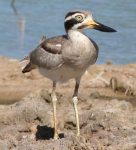 A Great Thick-Knee on the rocky coast of Yala National Park.