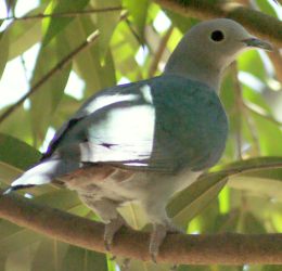 Green Imperial Pigeon, Borneo