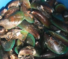 Green mussels in Thailand