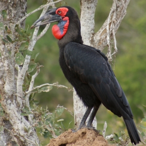 The endangered Ground Hornbill, Kruger Park, South Africa